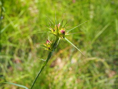 Dianthus balbisii