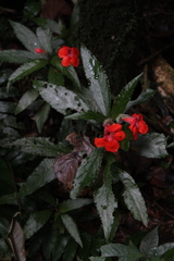 Nautilocalyx erytranthus