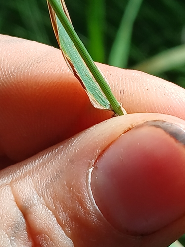 Image of Elymus glaucus by no rights reserved