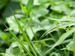 Orthetrum luzonicum