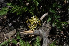 Triteleia ixioides anilina