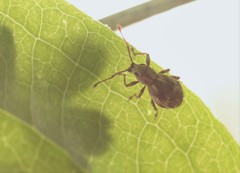 Calomycterus setarius