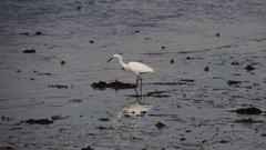 Egretta garzetta