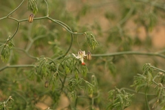 Asparagus declinatus