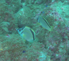 Johnrandallia nigrirostris