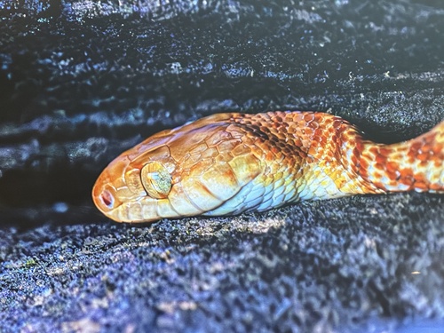 Brown Tree Snake sighting