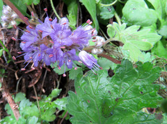 Hydrophyllum fendleri