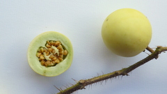 Solanum palinacanthum