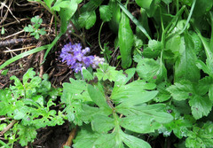 Hydrophyllum fendleri