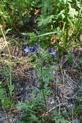 Polemonium occidentale