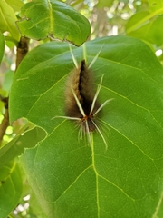 Halysidota cinctipes
