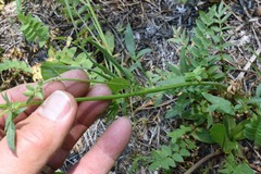 Polemonium occidentale