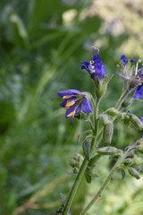 Polemonium occidentale