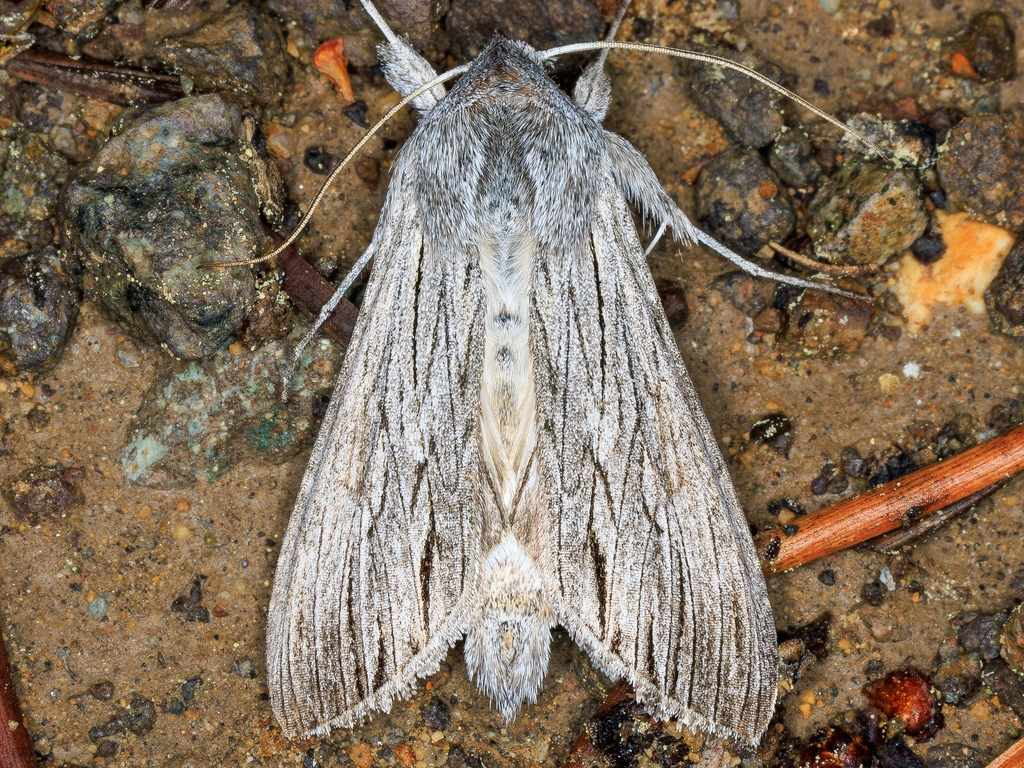 Cucullia dorsalis