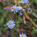 Sky Blue Aster - Photo (c) Erin Faulkner, some rights reserved (CC BY-NC), uploaded by Erin Faulkner