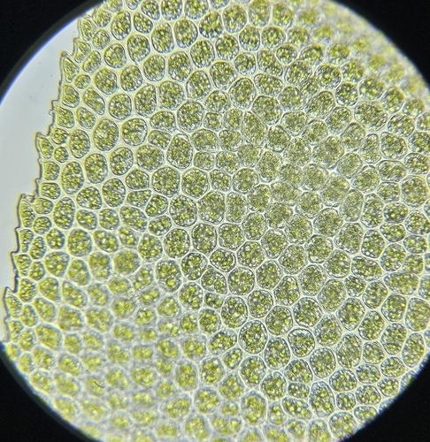 Image of Fissidens adianthoides by (c) Helen Waterman, some rights reserved (CC BY)