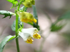 Melampyrum pratense commutatum