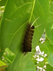 Halysidota cinctipes