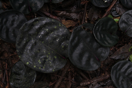 Geogenanthus ciliatus (Geogenanthus ciliatus)