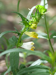 Melampyrum pratense commutatum
