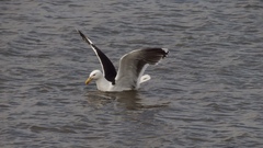 Larus marinus