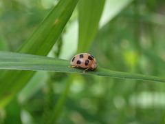 Epilachna decemguttata