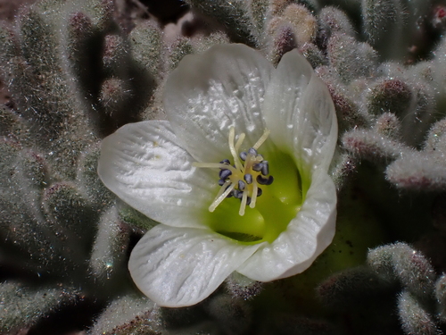 Nototriche compacta, photograph 5