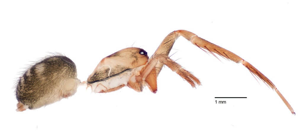 Neocybaeina