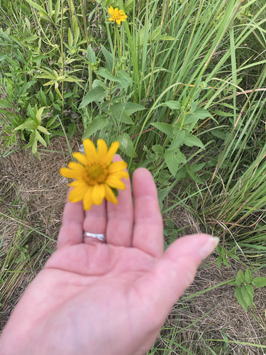 false sunflower
