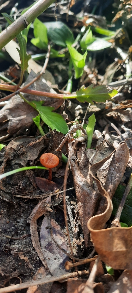 Laccaria laccata · August 2024 · photo: © noeliamedina89 (iNaturalist, cc0)