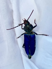 Semanotus amethystinus