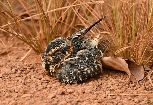 bacurau-de-rabo-maculado (Antiurus maculicaudus)