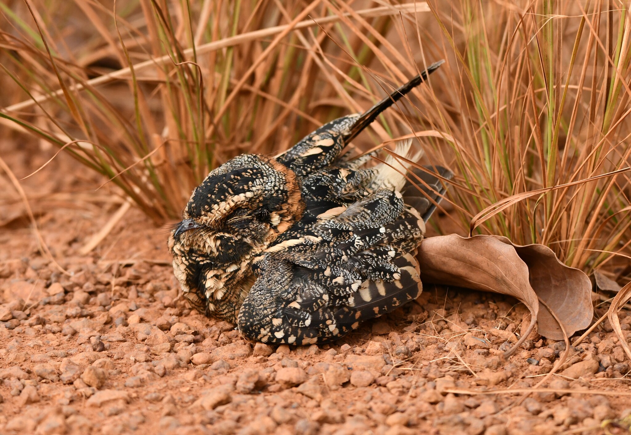 Spot-tailed Nightjar (Antiurus maculicaudus)
