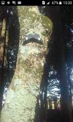 Hamadryas amphinome