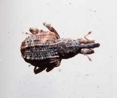 Conotrachelus anaglypticus
