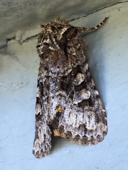 Lacinipolia cuneata
