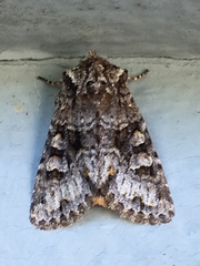 Lacinipolia cuneata