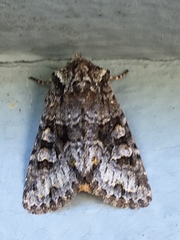 Lacinipolia cuneata