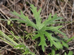 Pelargonium articulatum