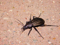 Carabus cancellatus
