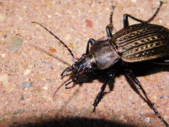Carabus cancellatus