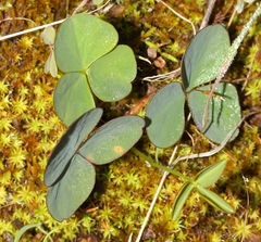 Oxalis orbicularis