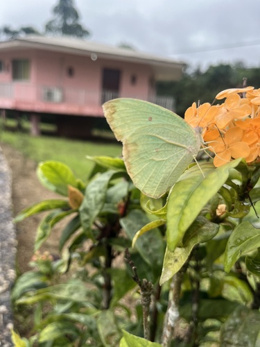 African Migrant