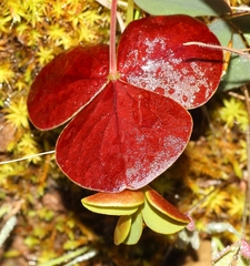 Oxalis orbicularis
