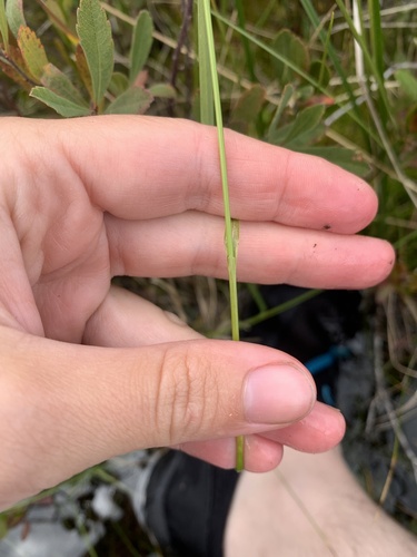 Image of Carex michauxiana by (c) Diane Auberson-Lavoie, some rights reserved (CC BY)