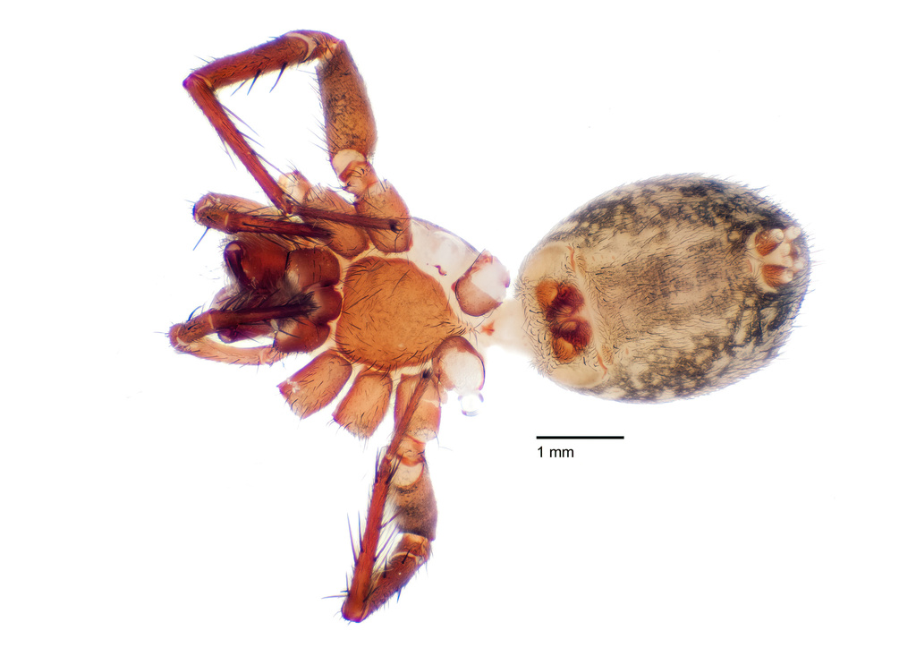 Allocybaeina