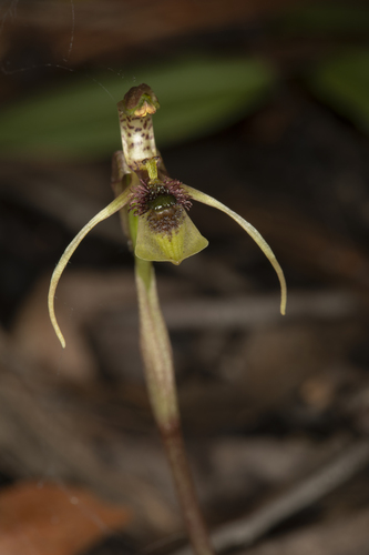 Chiloglottis sphyrnoides