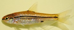 Enteromius bifrenatus