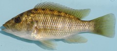 Chetia flaviventris