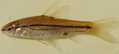 Enteromius bifrenatus